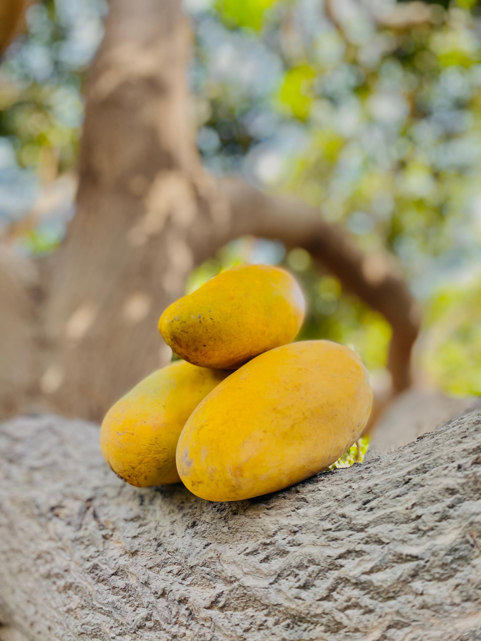 Sindhri mango's Box of 6kg